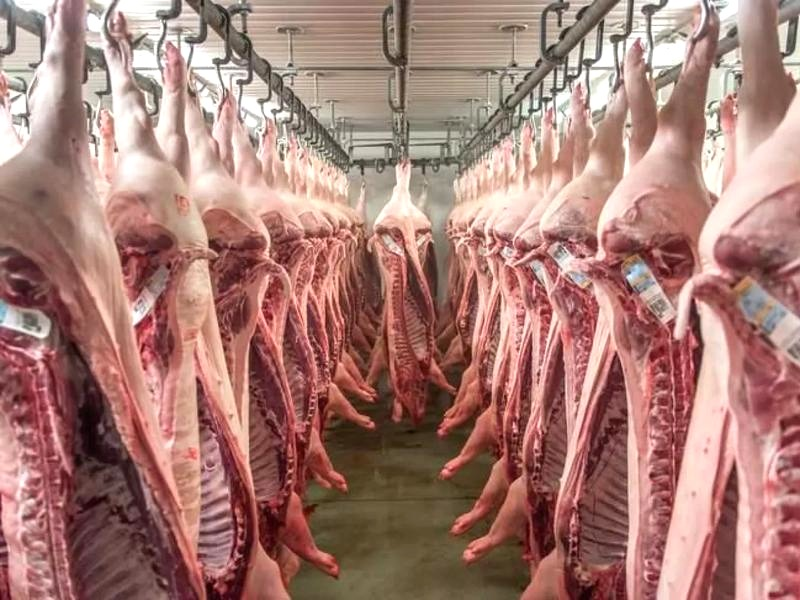 Jak wygląda zabijanie zwierząt w rzeźni? Etapy i standardy uboju